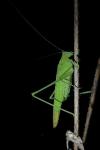 Phaneroptera falcata