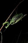 Mantis religiosa