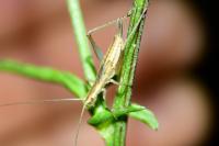 Oecanthus pellucens pellucens