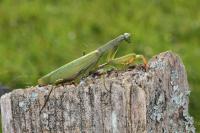 Mantis religiosa