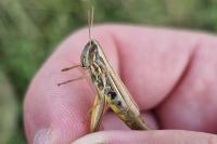 Euchorthippus declivus