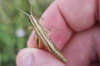 Euchorthippus declivus