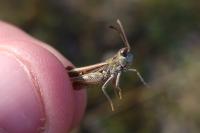 Myrmeleotettix maculatus maculatus