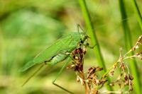 Phaneroptera nana