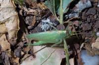 Meconema thalassinum