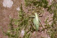 Meconema thalassinum