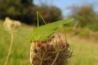 Phaneroptera nana