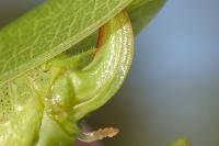 Phaneroptera nana