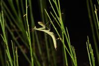 Mantis religiosa