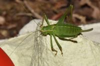 Leptophyes punctatissima