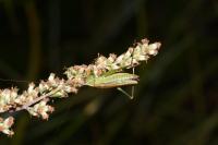 Conocephalus fuscus fuscus