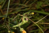 Phaneroptera falcata