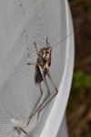 Pholidoptera griseoaptera