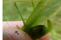 Phaneroptera nana