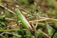 Conocephalus fuscus fuscus