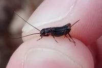 Nemobius sylvestris sylvestris