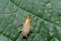 Planuncus vinzi