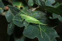Meconema meridionale