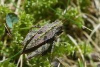 Tetrix tenuicornis