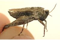 Tetrix undulata