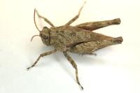 Tetrix undulata
