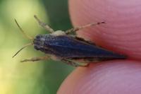 Tetrix subulata