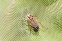 Ectobius lucidus