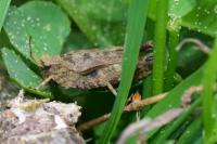 Tetrix undulata