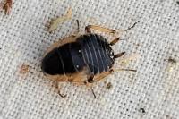 Ectobius sylvestris