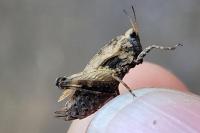 Tetrix undulata
