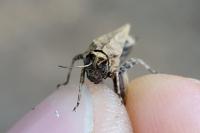 Tetrix undulata