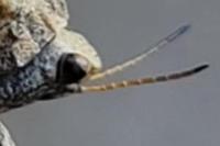 Tetrix undulata