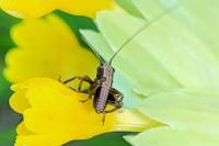Pholidoptera griseoaptera