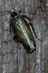 Ectobius sylvestris