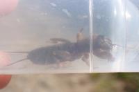 Gryllotalpa gryllotalpa