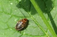 Ectobius lapponicus