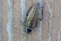 Ectobius sylvestris