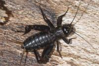 Nemobius sylvestris sylvestris