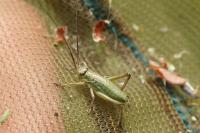 Ephippiger diurnus diurnus