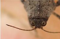 Tetrix tenuicornis
