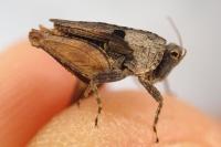 Tetrix tenuicornis