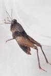 Tetrix tenuicornis