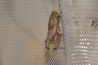 Tetrix subulata