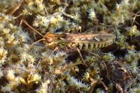 Myrmeleotettix maculatus maculatus