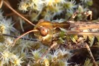 Myrmeleotettix maculatus maculatus