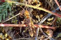 Myrmeleotettix maculatus maculatus