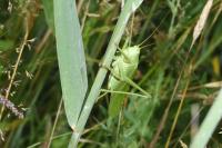 Tettigonia viridissima