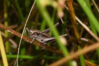 Pholidoptera griseoaptera