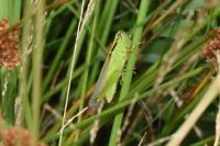 Mecostethus parapleurus parapleurus