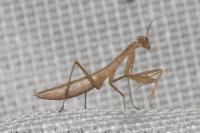 Mantis religiosa